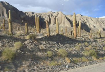 Cactus in La Rioja (AR)
